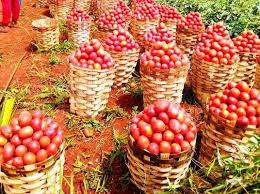 Denrées alimentaires de grande consommation : Tomate, les prix à la hausse à Yaoundé